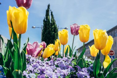 İki cadde arasındaki bir şehir bahçesinde lale.