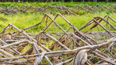 Kurumuş ve kırılmış mısır bitkisi meyve topladıktan sonra saplanır