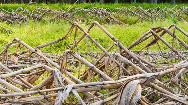 Kurumuş ve kırılmış mısır bitkisi meyve topladıktan sonra saplanır