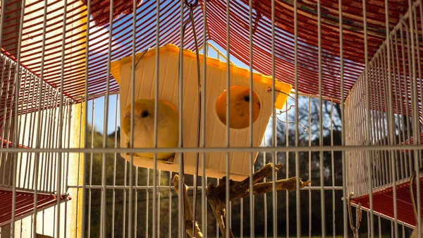 Kleine Papageien Beobachten Von Einem Kleinen Haus Das Seinem Käfig — Stockfoto