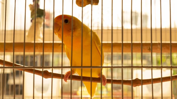 Small Parrot Watch Little House Tucked Its Cage — Stock Photo, Image