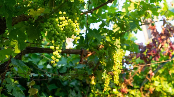 Bunches Grapes Still Unripe Absorb First Rays Morning Sun — Φωτογραφία Αρχείου