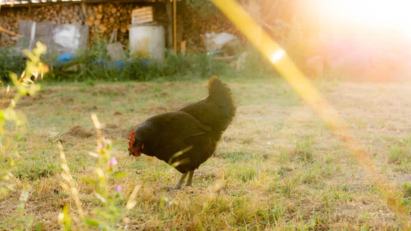 Black hen in a grass field feeds in freedom
