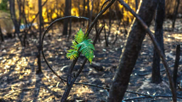 the devastation of a fire in the hope of recovery from loss