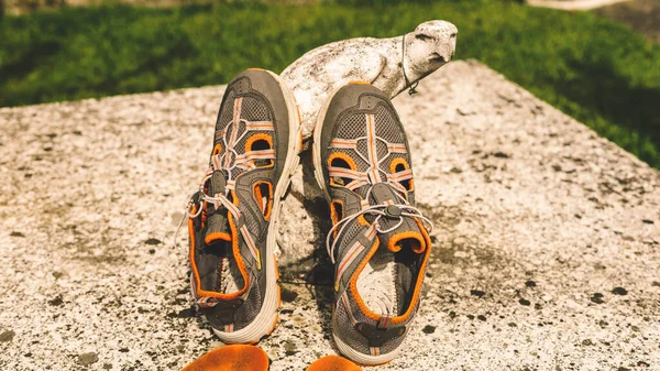 Summer Sports Shoes Dry Sun Hike —  Fotos de Stock