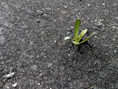 Küçük bitki asfalt tabakasını delip geçer.