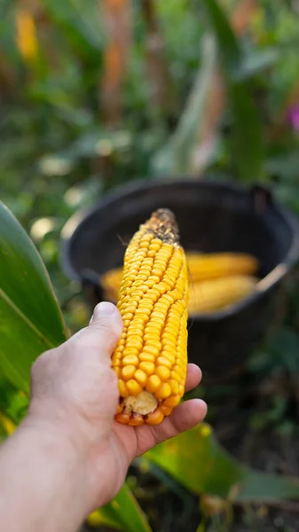 hand holding an ear of corn at harvest time with a basket at the bottom to store it
