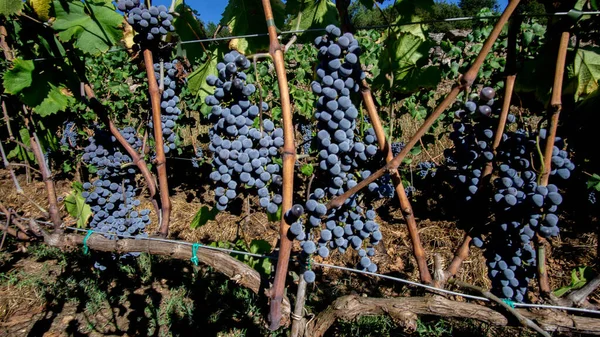 ブドウの房が植林地にあるワイン用に作られています — ストック写真