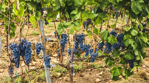 Cachos Uvas Uma Plantação Momento Coleta Vinho Vorating — Fotografia de Stock