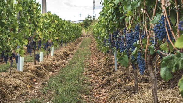 Trauben Auf Einer Plantage Zum Zeitpunkt Der Weinlese — Stockfoto