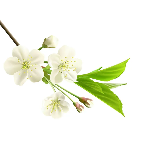 Beyaz Çiçekli Beyaz Bahar Dalları Beyaz Ağaç Çiçekleri