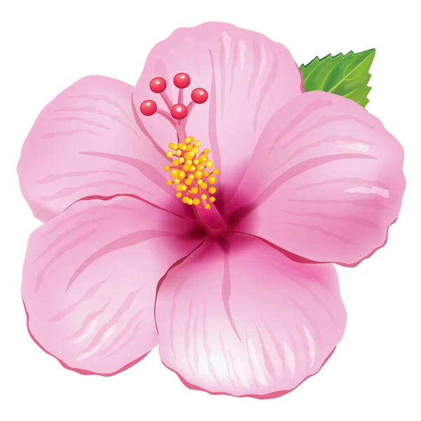 Çiçek illüstrasyonu, pembe egzotik çiçek, pembe ve yeşil amber çiçeği.