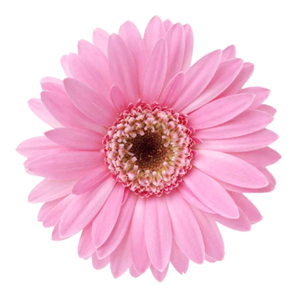Цветок Розовой Герберы — стоковое фото