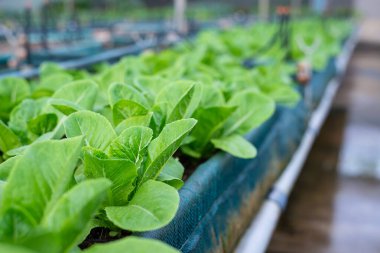 Yaprakların yakın çekim çünkü masada güçlü detaylı desenli salata var.