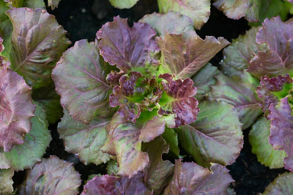 Closeup Leaves Red Butavia Salad Strong Detailed Texture Soil Background — Stockfoto