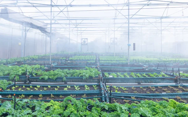Vegetable green house organic and a variety of salad vegetables with a working misting system