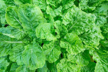 Çin lahanası sebzesi. Arka planda taze organik.