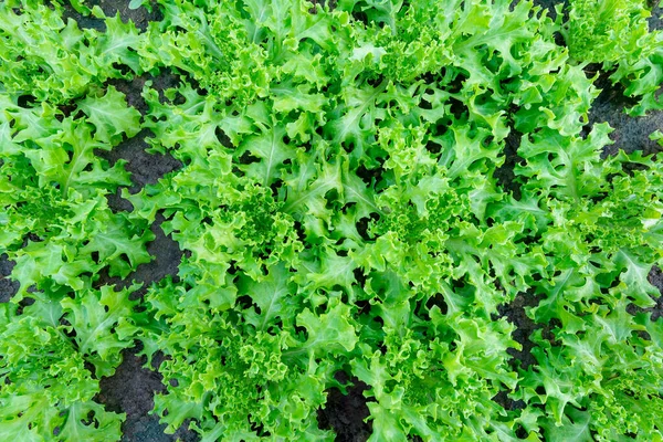 Green Tango Vegetable Fresh Organic Top View Background Pattern — Stock Photo, Image
