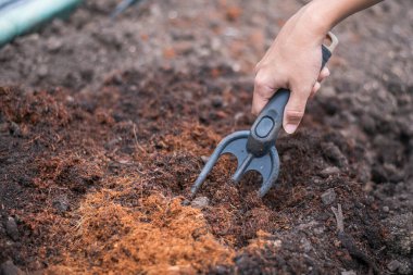 Hindistan cevizi köknar tozu ve hindistan cevizi lifini gevşetmek için elele tutuşan çatal.