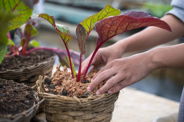 Grow Swiss Chard  organic with hand in farm