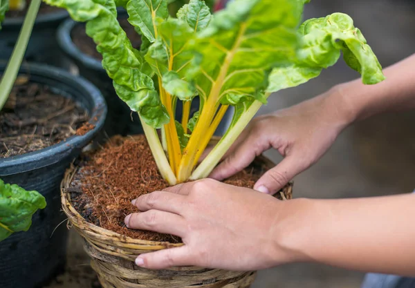 Grow Swiss Chard  organic with hand in farm