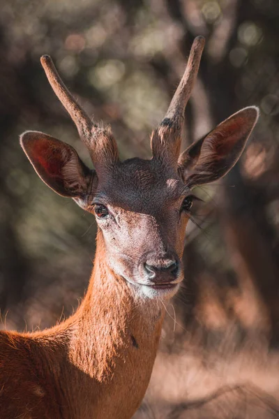 ÇOCUKLARIN GİRİLERİNİN PORTRASI