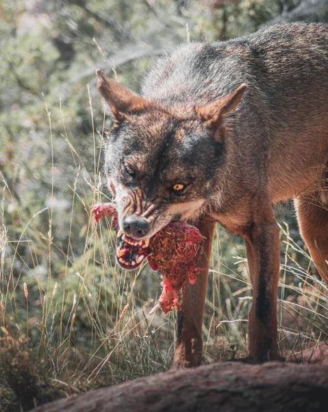 Wolf Eating Piece Meat — Foto de Stock