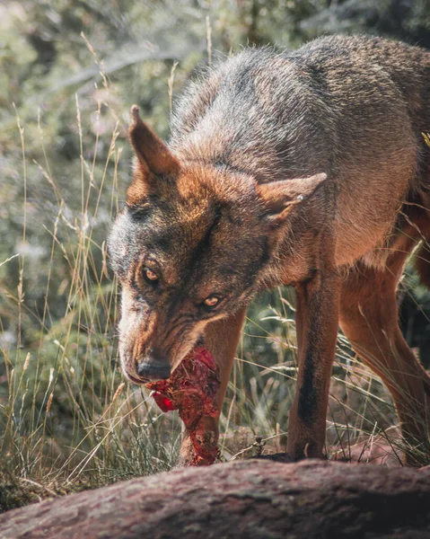 Wolf Eating Piece Meat — Stock Photo, Image