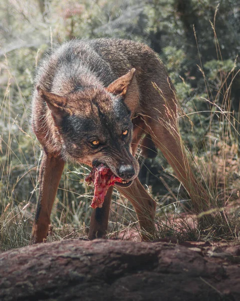Wolf Eating Piece Meat — Foto de Stock
