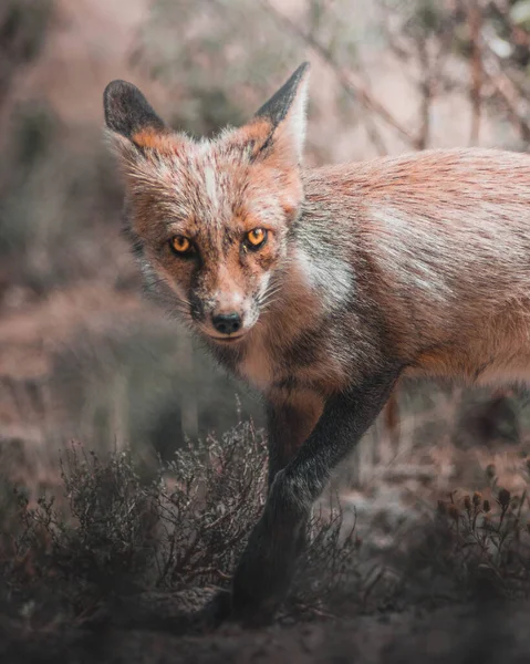 GÖREVLİ ORANGE FOX AÇIĞI 2