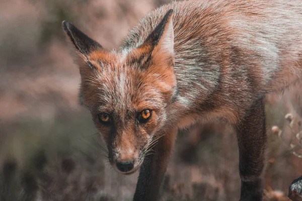 Portrait Beautifull Orange Fox Hunting — Foto de Stock