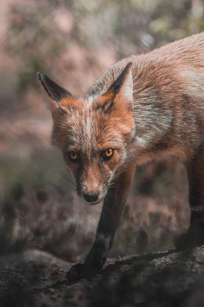 GÖREVLİ ORANGE FOX AÇIKLARININ PORTASI 