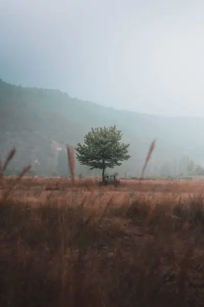 Sisin içinde yapayalnız bir ağaç.