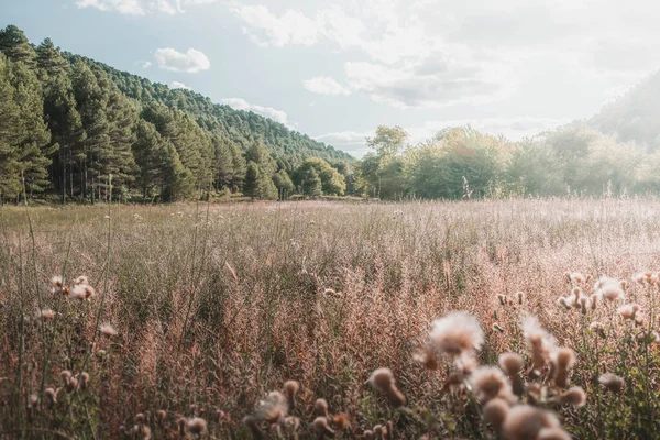 BÜYÜK GÜNEŞ İÇİN YAŞIĞI