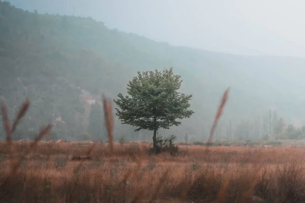 Sisin içindeki yalnız ağaç.