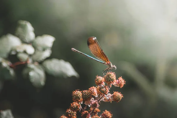 BİR PLANT 'A DRAF FİLTESİ