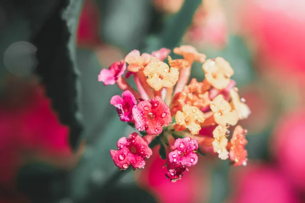 Renkliler Yağmurda Çiçek Açar