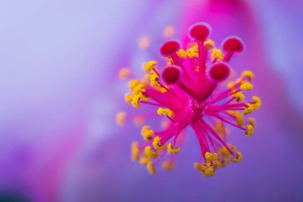 Macro Kwiatowego Rzadkiego Kwiatu — Zdjęcie stockowe
