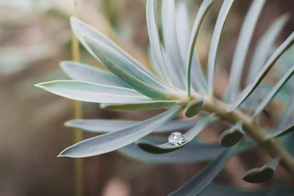  YEŞİL BİR PLANDA SU SÜRÜNÜ