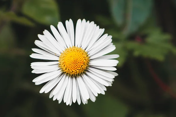 GÖREVLİ BÜYÜK BEYAZ GÜNÜ