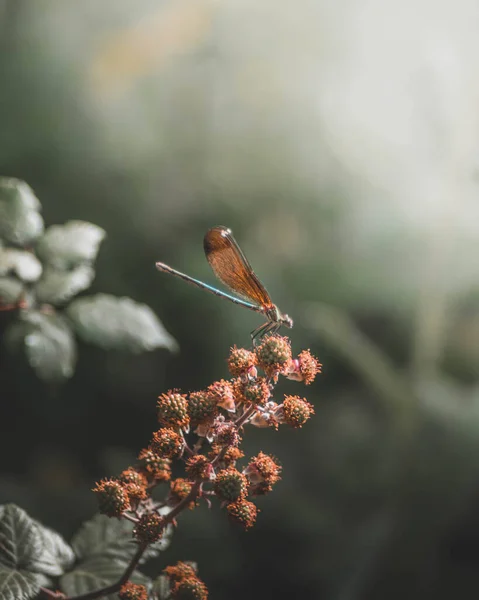 BİR PLANT 'A DRAF FİLTESİ