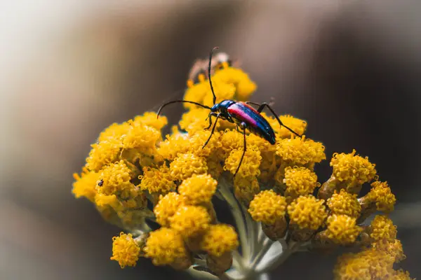 YELLİ ÇİÇEĞİNDE KIRMIZI