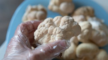 Mantar aslanının yelesinin meyveli gövdelerinin bileşiminde kullanışlı maddeler. Erinacins ve Hericenones