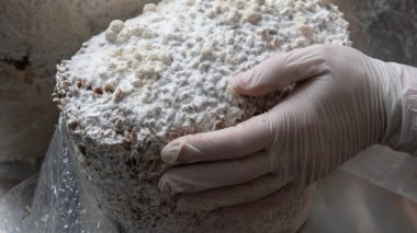 Hericium erinaceus - medikal mantarlar. Sağlık için en iyi mantarlardan. Aslan yelesi elementleri