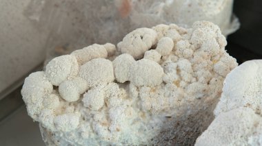 Hericium erinaceus - medikal mantarlar. Sağlık için en iyi mantarlardan. Aslan yelesi elementleri