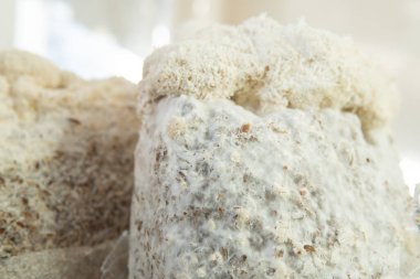 Tedavi edici mantar nootropik aslan yelesi. Hericenones ve Erinacins. Hericium erinaceus fungi