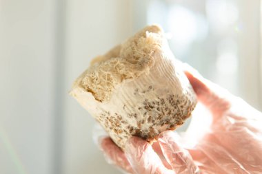 Aslan yelesi mantarı yetiştiriyor. Hericium erinaceus blokları hazır.