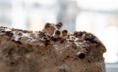 Shiitake mantarı yetiştiriyorum. Evde mantar yetiştiriyorum.