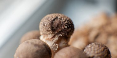 Shiitake Mantarı büyüyor (Lentinula edodes)