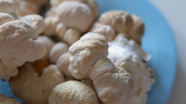 Hericium erinaceus 'un kurumuş meyve veren vücutları.